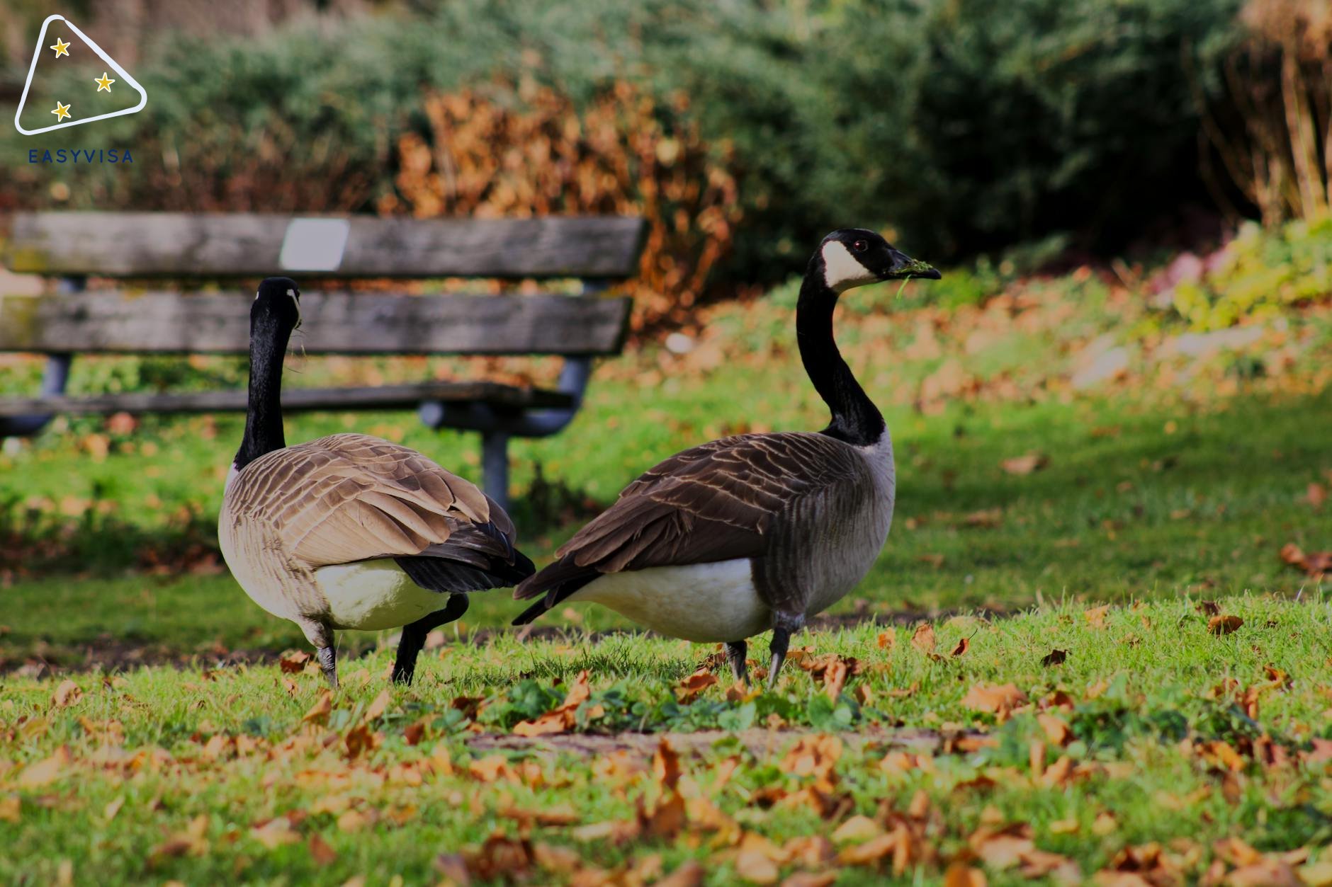 加拿大通过TFWP扩展农村雇主的招聘选项