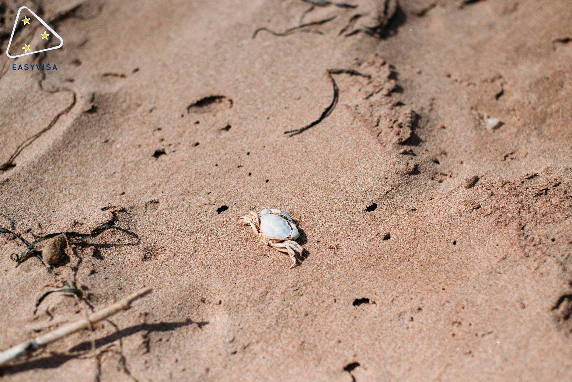 Canada's Provincial Nominee Programs: Trends and Changes in 