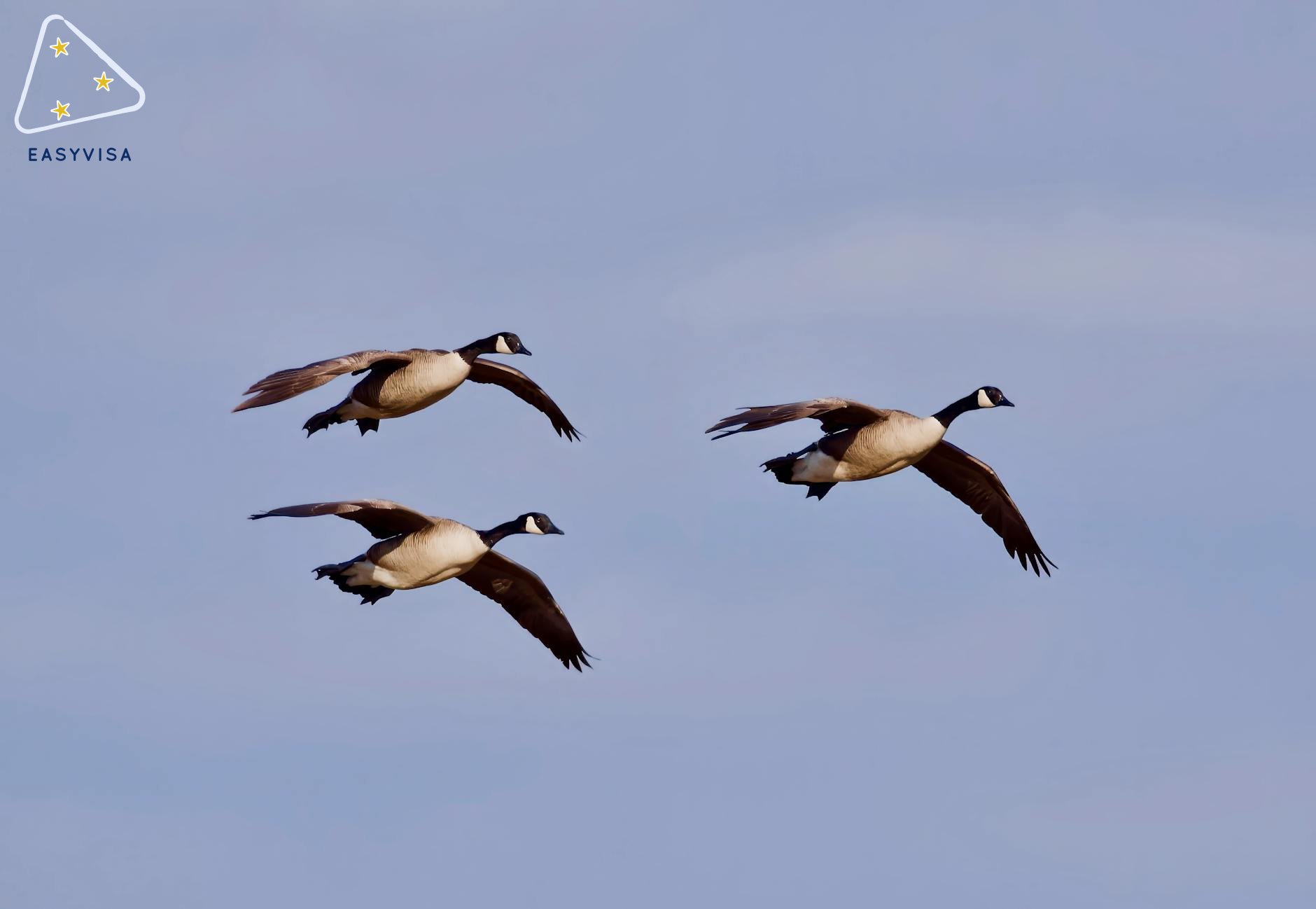 加拿大的新移民战略：平衡增长与可持续性
